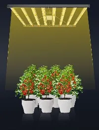 https://www.west-land.com/indoor-led-grow-lighting/indoor-grow-led-lighting/indoor-led-grow-light-1000w-r48-spectrum-8.html https://www.west-land.com/indoor-led-grow-lighting/indoor-grow-led-lighting/indoor-led-grow-light-1000w-r48-spectrum-8.html